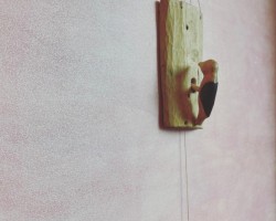 가지목 딱따구리